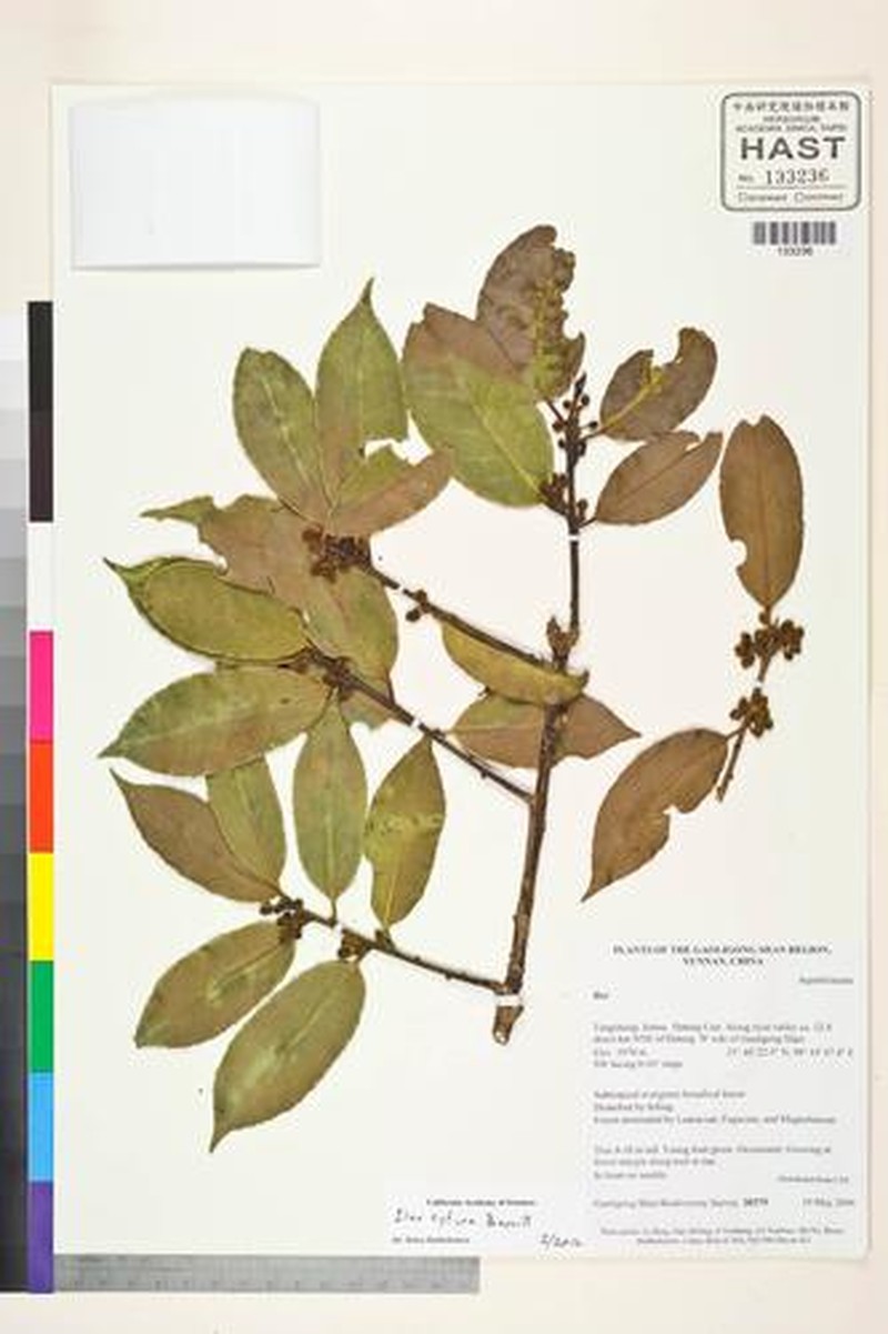 Ilex cyrtura photo 2
