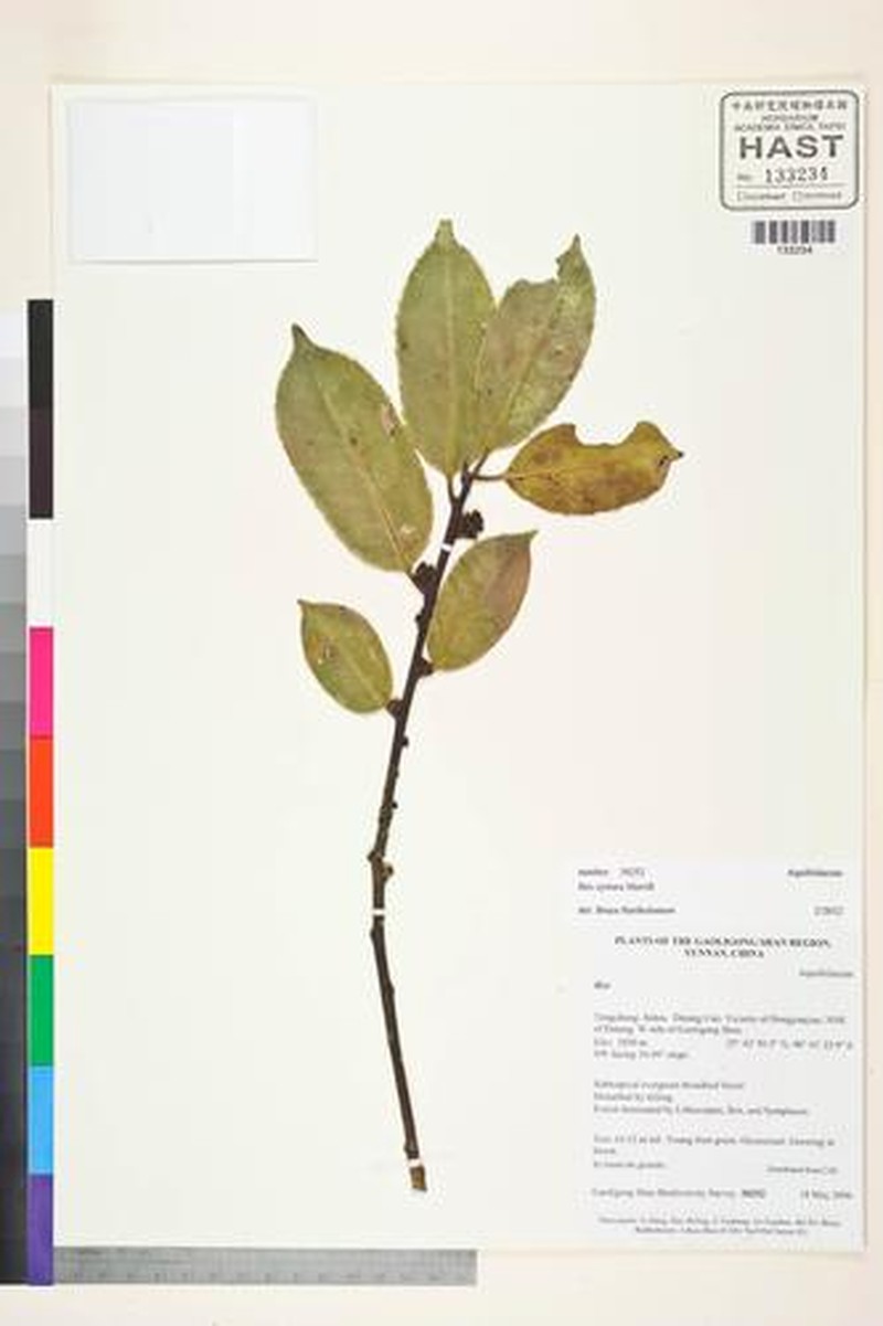 Ilex cyrtura photo 3