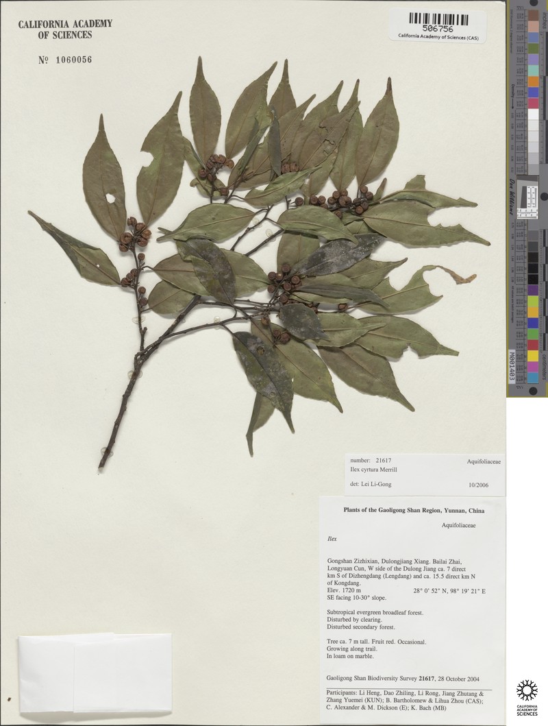 Ilex cyrtura photo 4