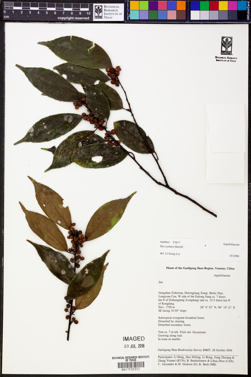 Ilex cyrtura photo 5