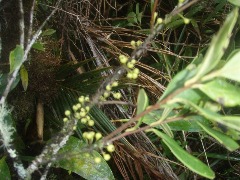 Ilex danielis photo 2