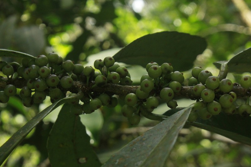 Ilex danielis photo 3