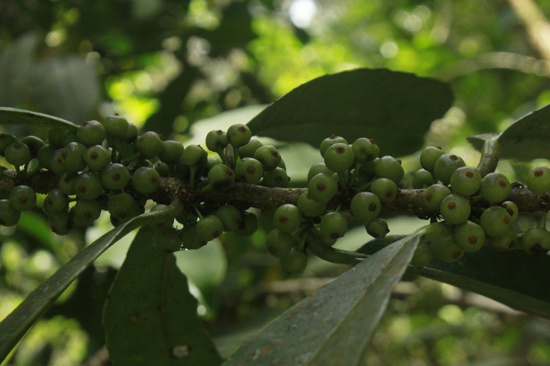 Ilex danielis photo 5