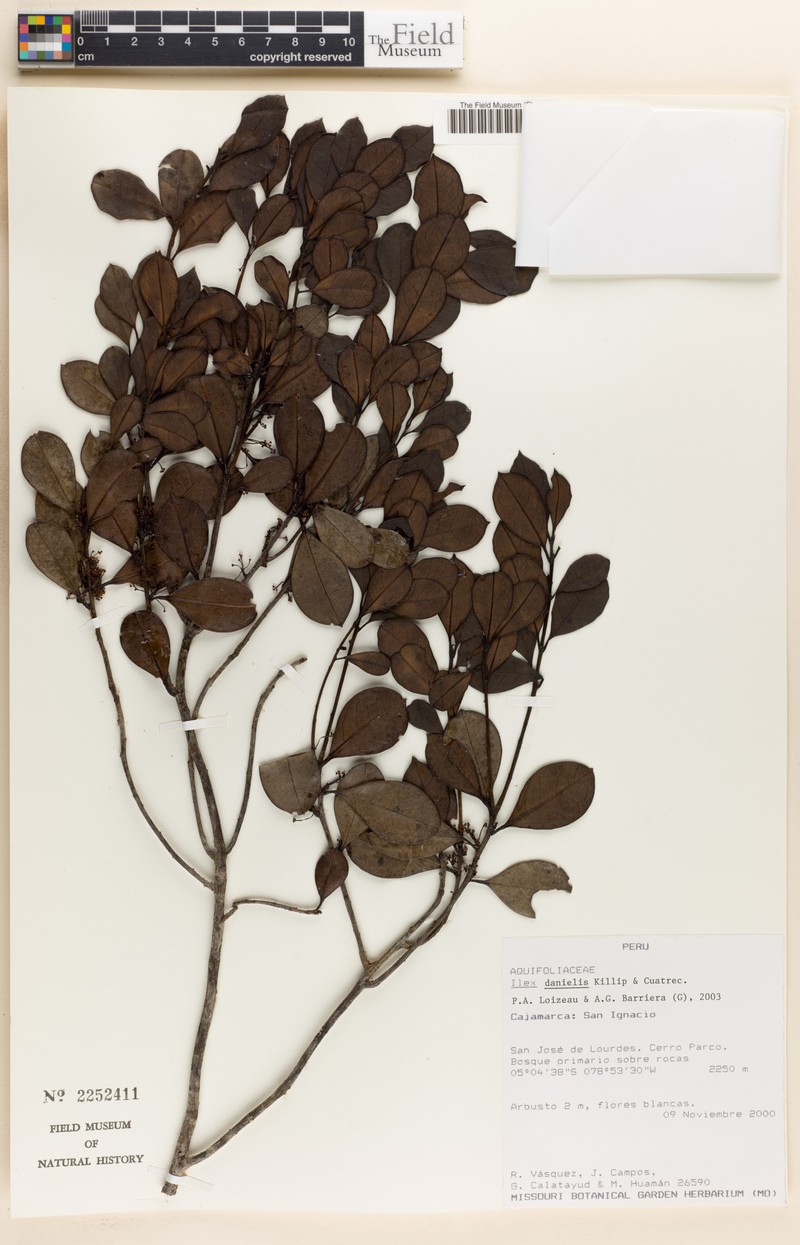 Ilex danielis photo 7