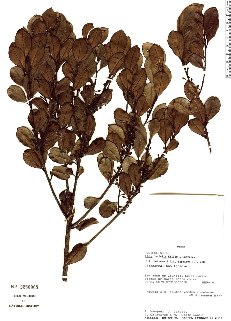 Ilex danielis photo 8