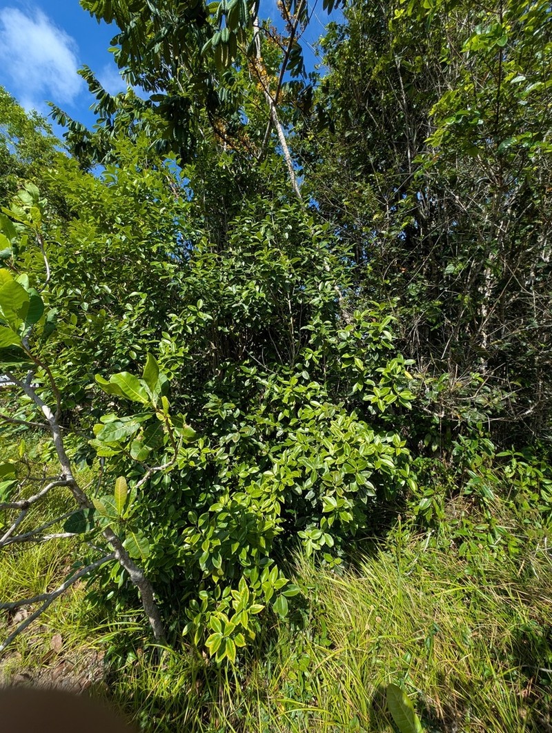 Ilex daphnogenea