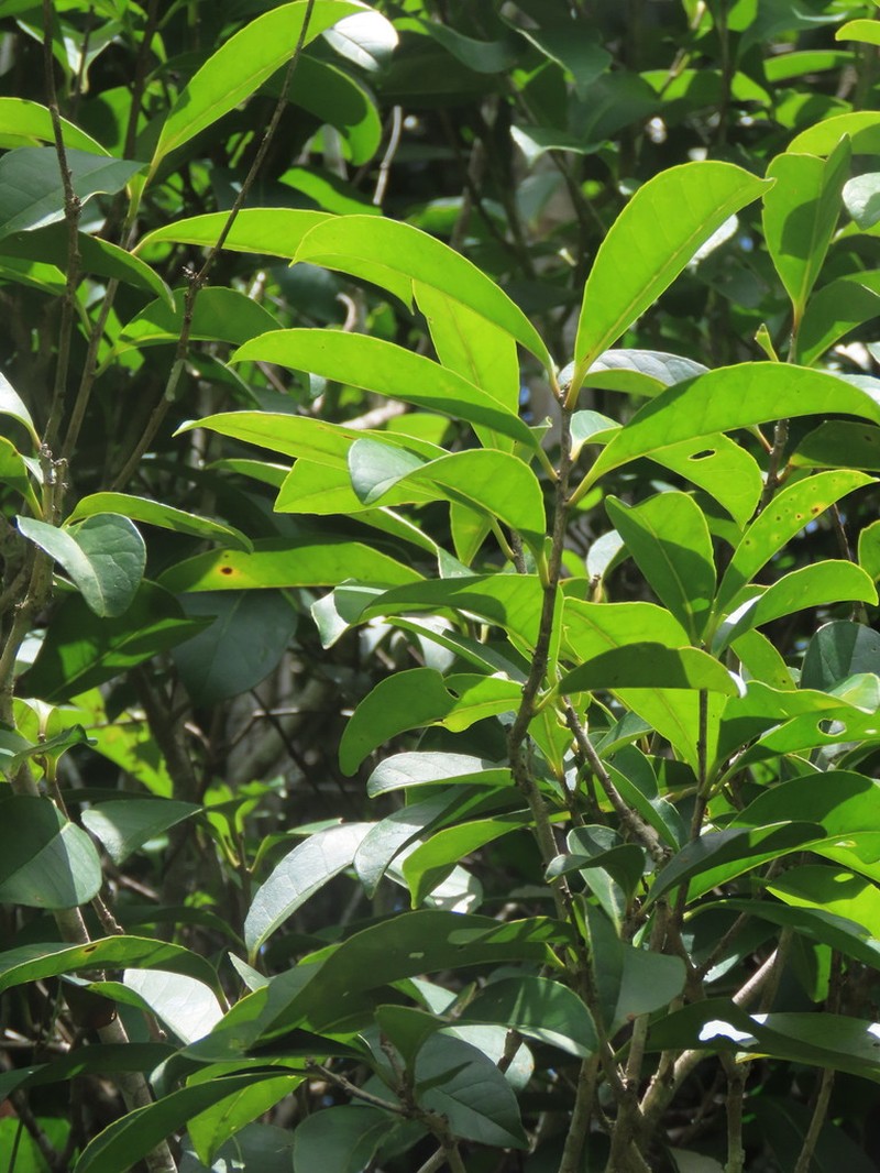 Ilex daphnogenea photo 2