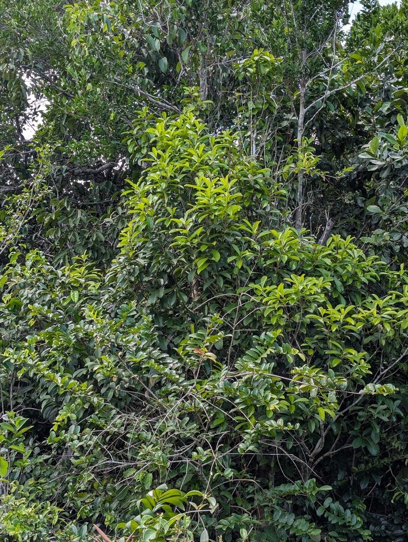 Ilex daphnogenea photo 3
