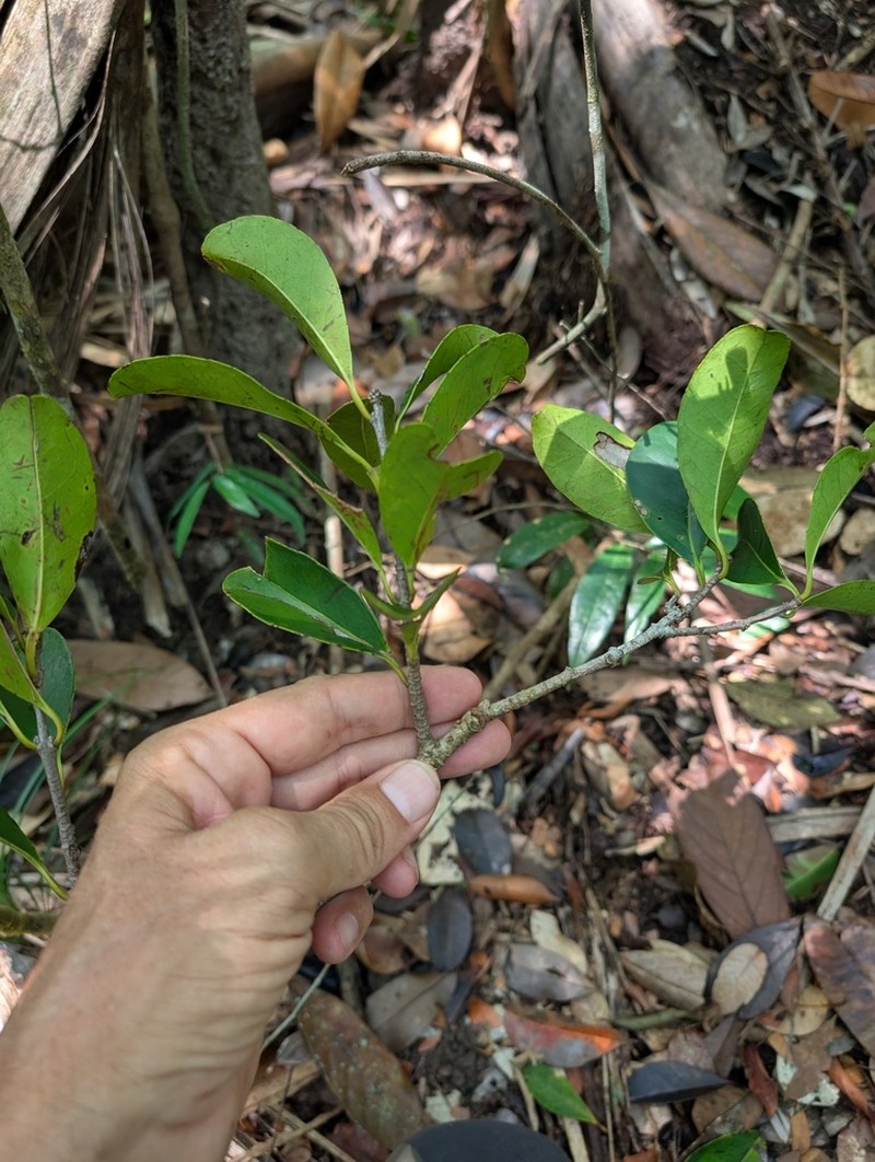 Ilex daphnogenea photo 4