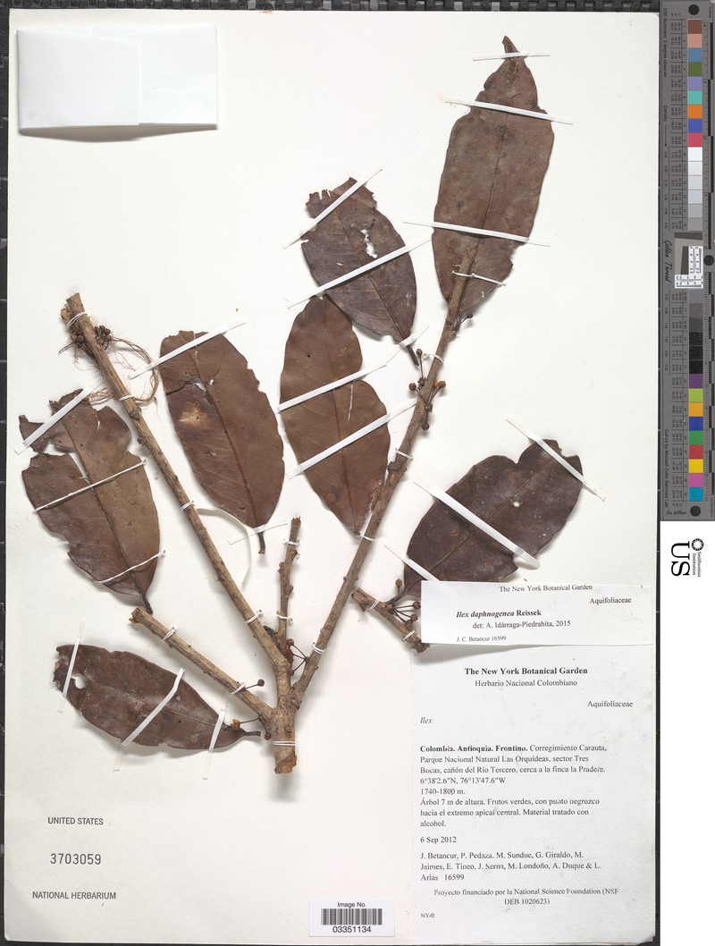 Ilex daphnogenea photo 5