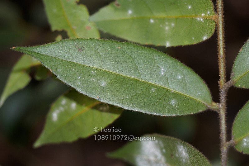 Ilex dasyphylla