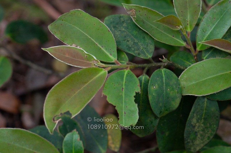 Ilex dasyphylla photo 2