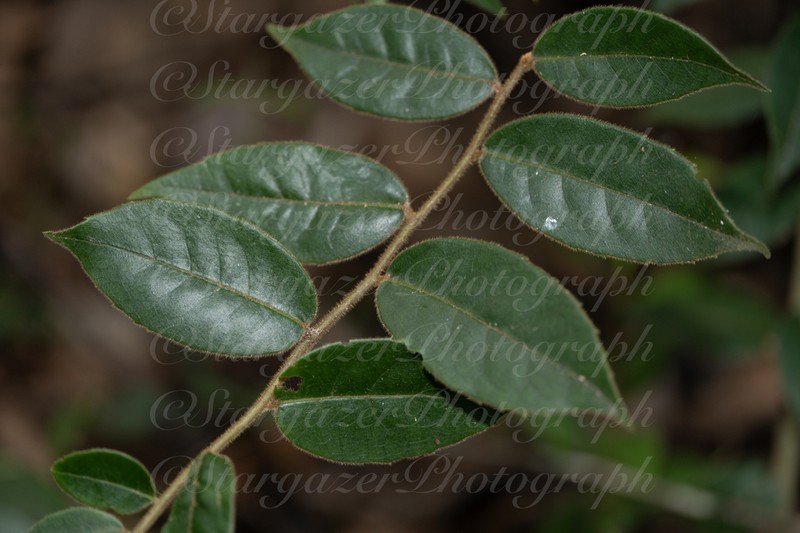 Ilex dasyphylla photo 3