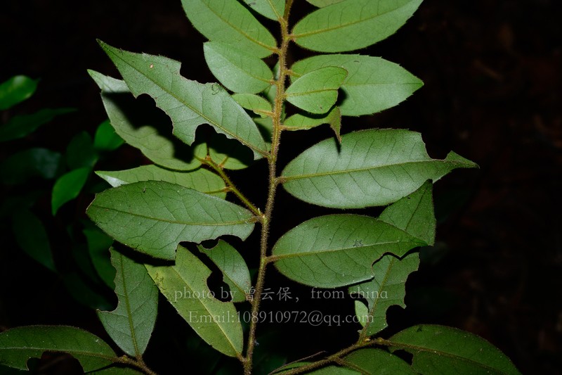 Ilex dasyphylla photo 4