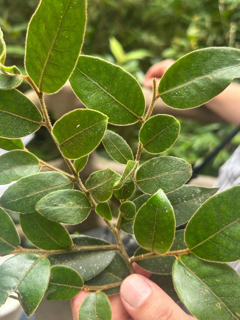 Ilex dasyphylla photo 5