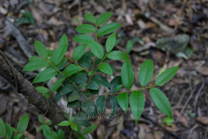 Ilex dasyphylla photo 6