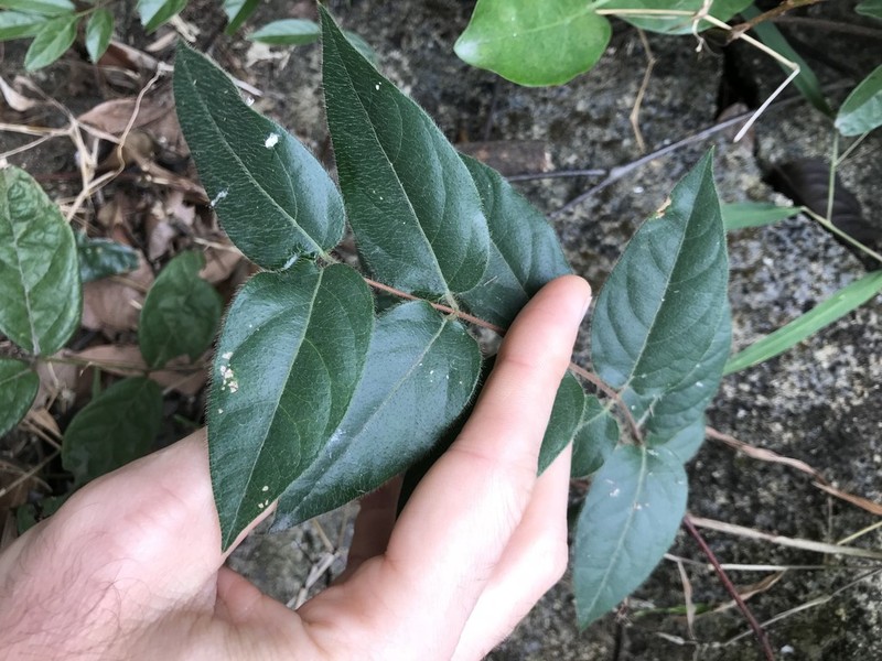 Ilex dasyphylla photo 7
