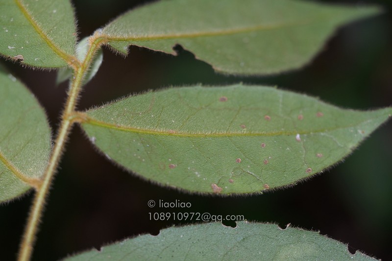 Ilex dasyphylla photo 8