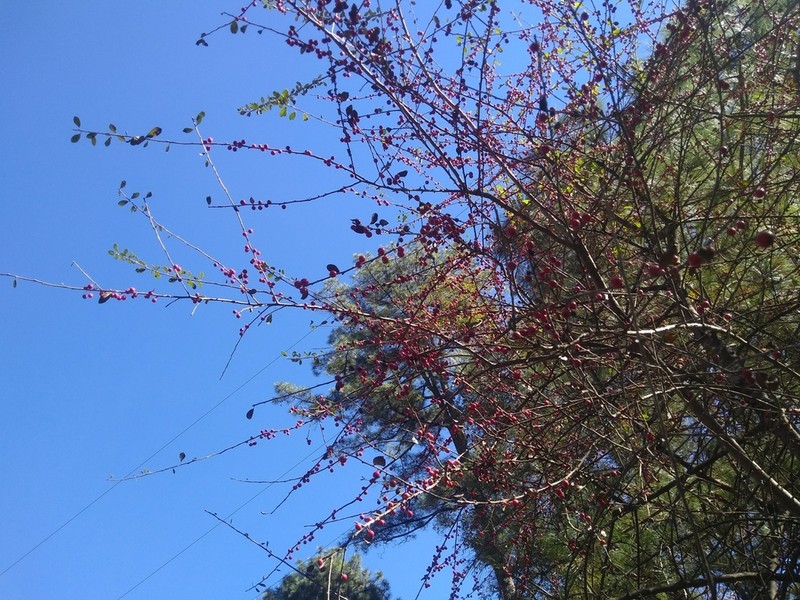 Possumhaw photo 2