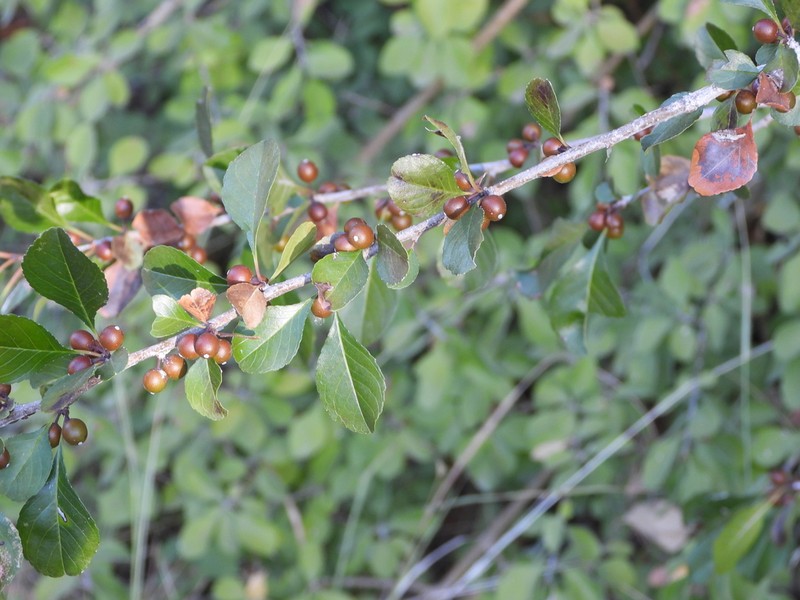 Possumhaw photo 3