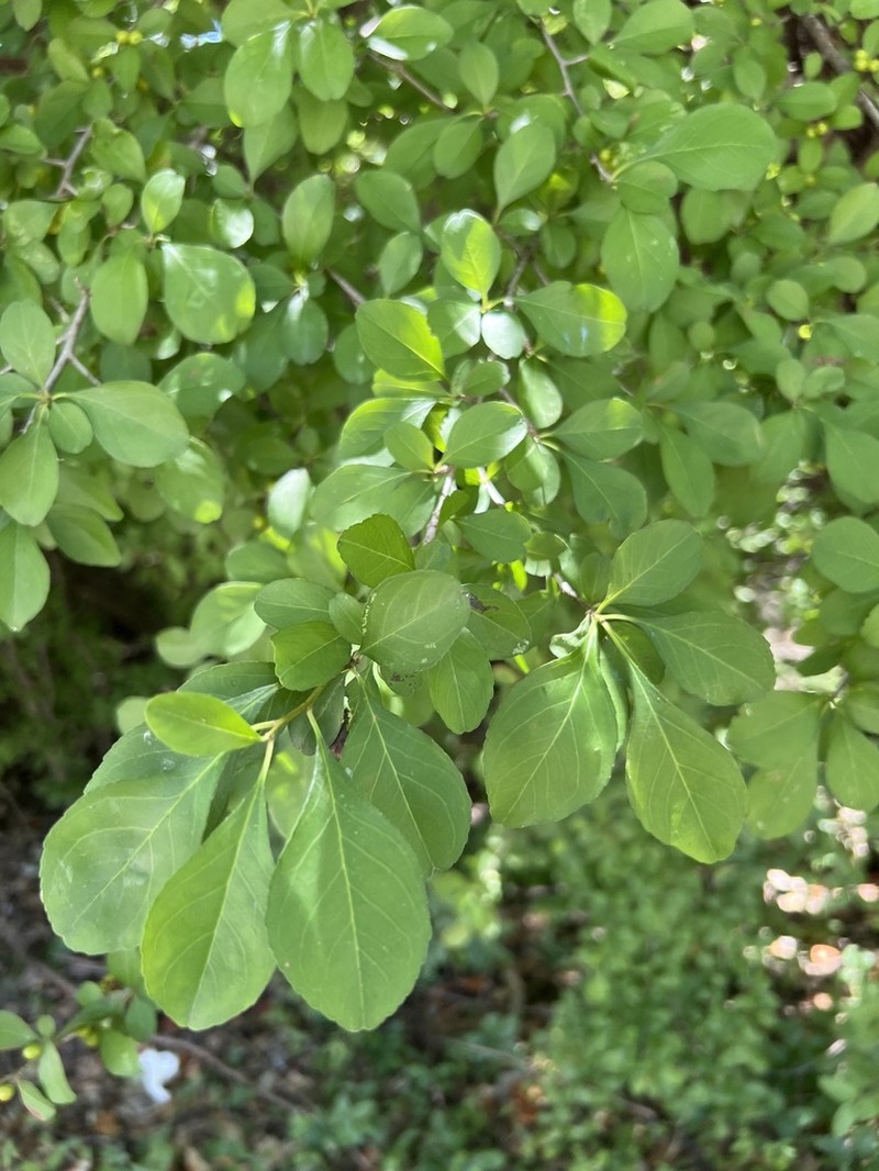 Possumhaw photo 4