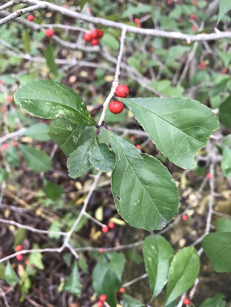 Possumhaw photo 5