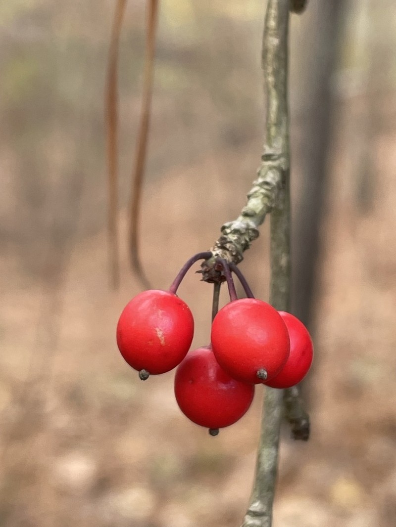 Possumhaw photo 6