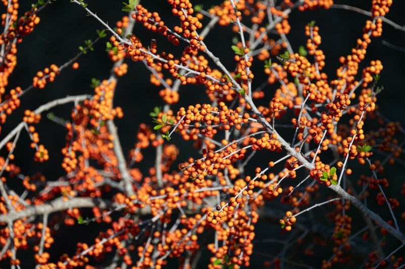 Possumhaw photo 7