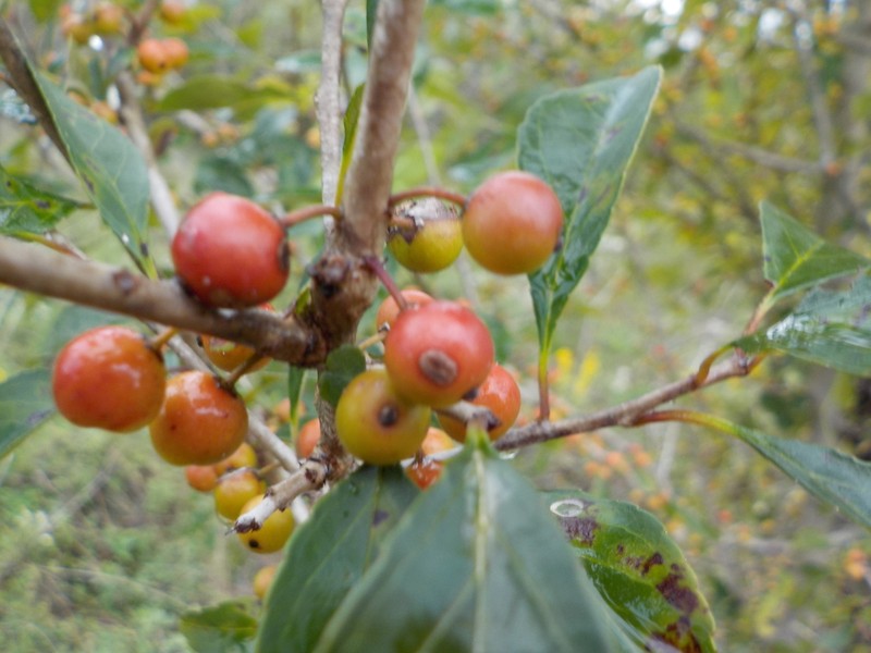 Possumhaw photo 8
