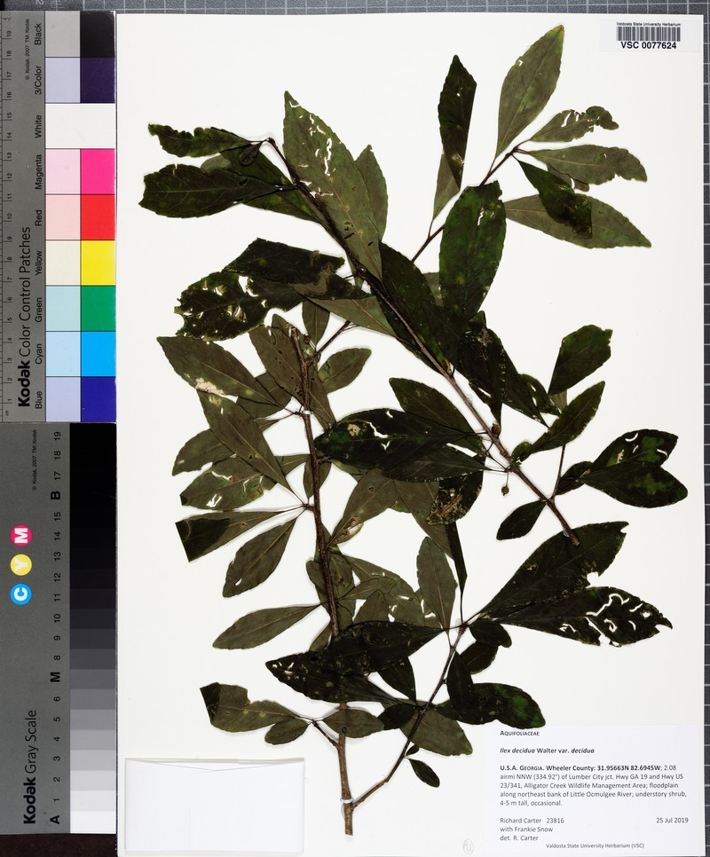 Ilex decidua var. decidua photo 3