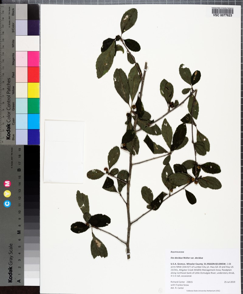 Ilex decidua var. decidua photo 4