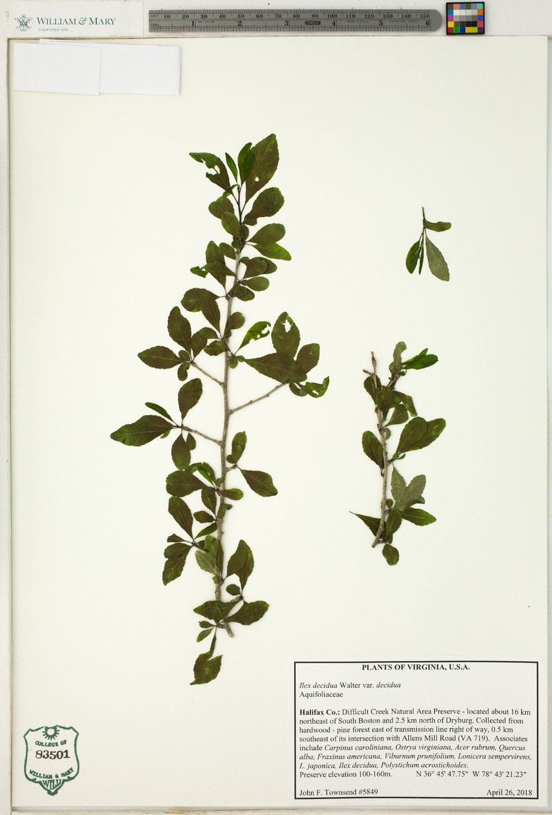 Ilex decidua var. decidua photo 5