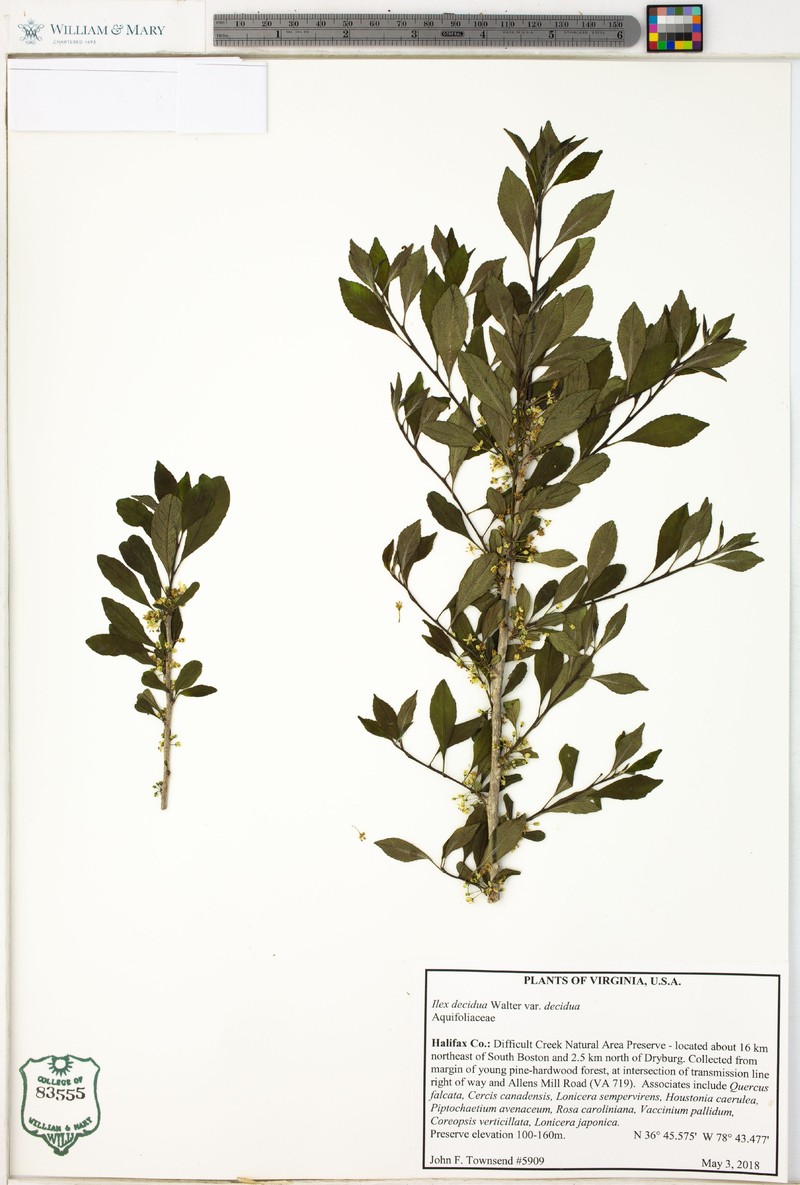 Ilex decidua var. decidua photo 6