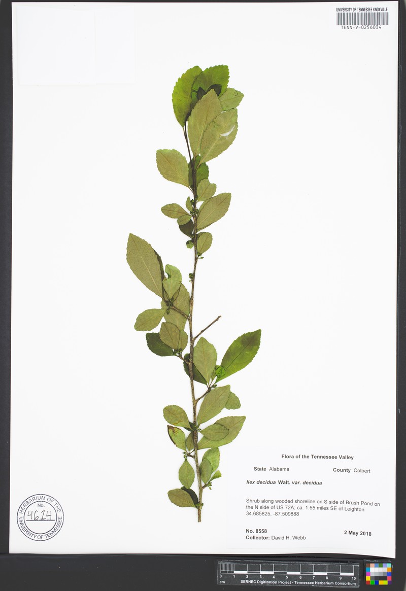 Ilex decidua var. decidua photo 7