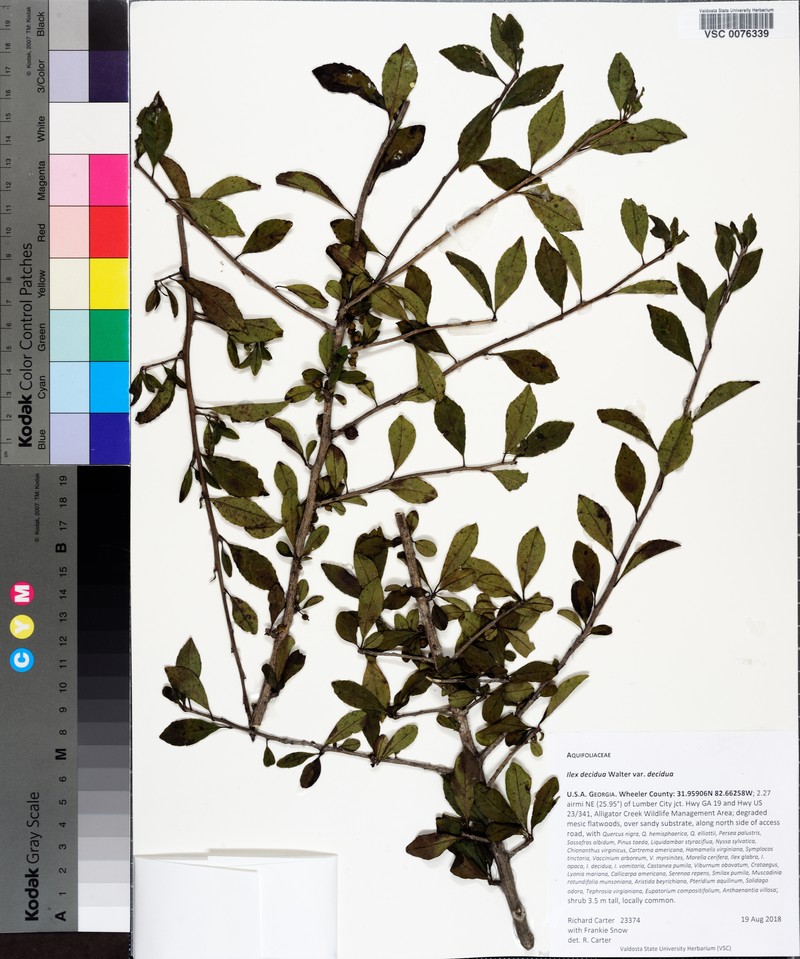Ilex decidua var. decidua photo 8