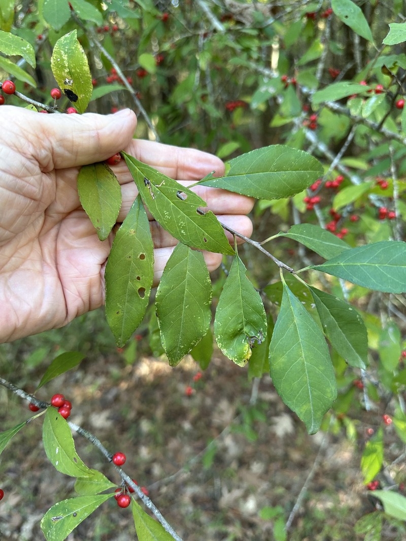 Ilex decidua var. decidua