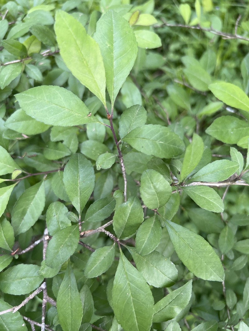 Ilex decidua var. decidua photo 2