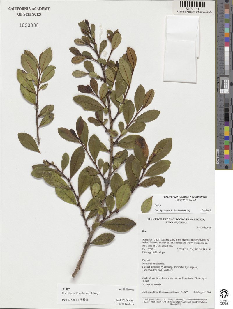 Ilex delavayi