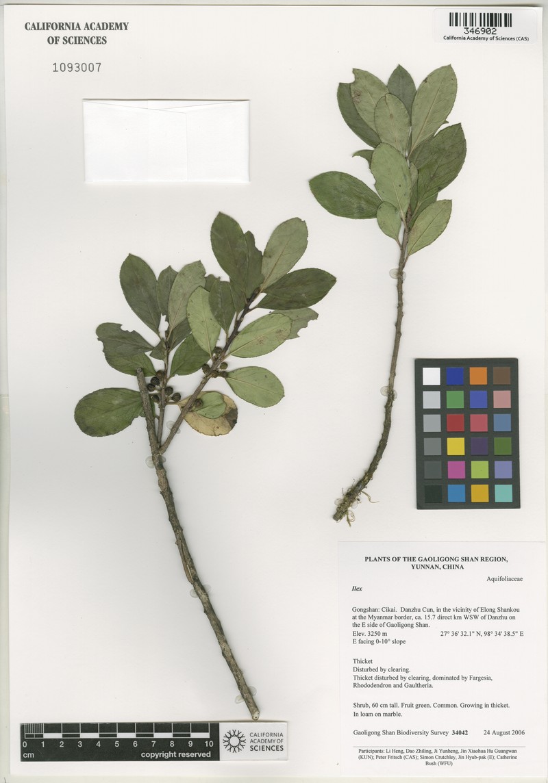 Ilex delavayi photo 2