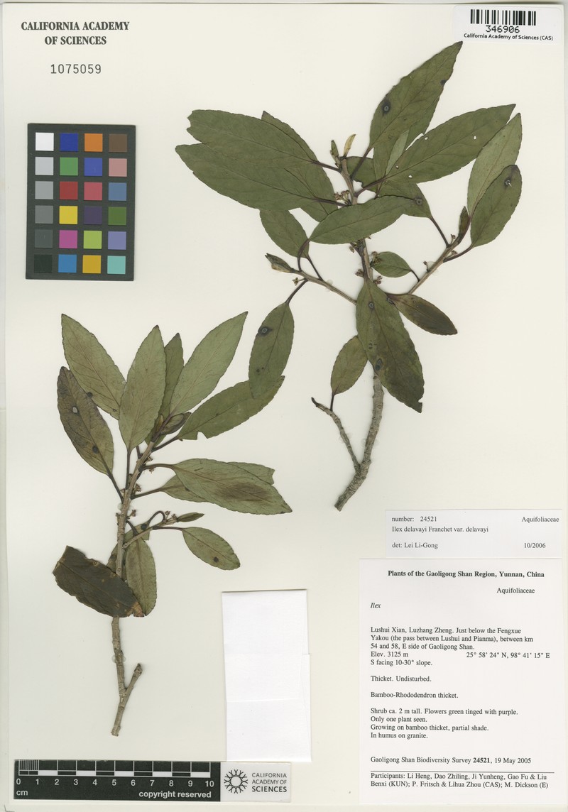 Ilex delavayi photo 3