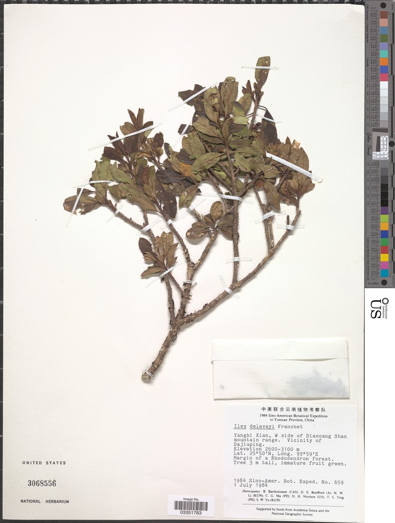 Ilex delavayi photo 4