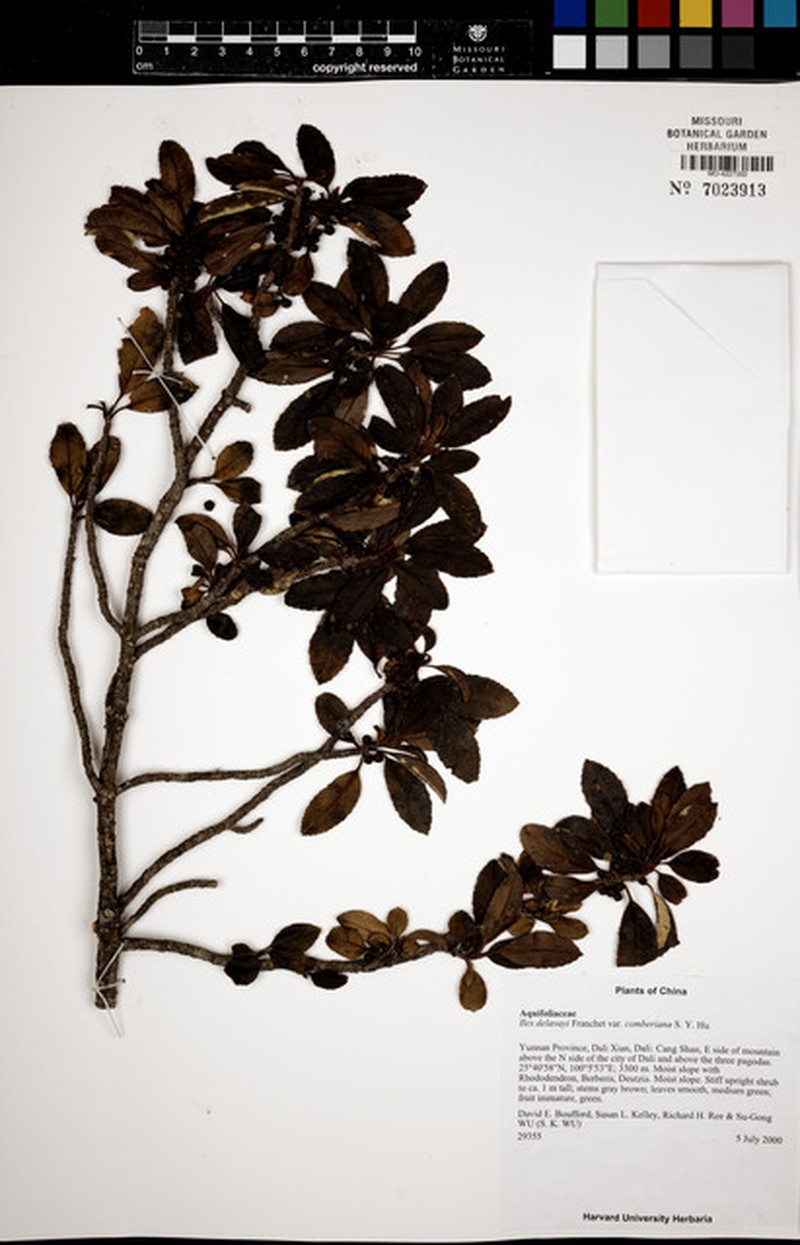 Ilex delavayi photo 5