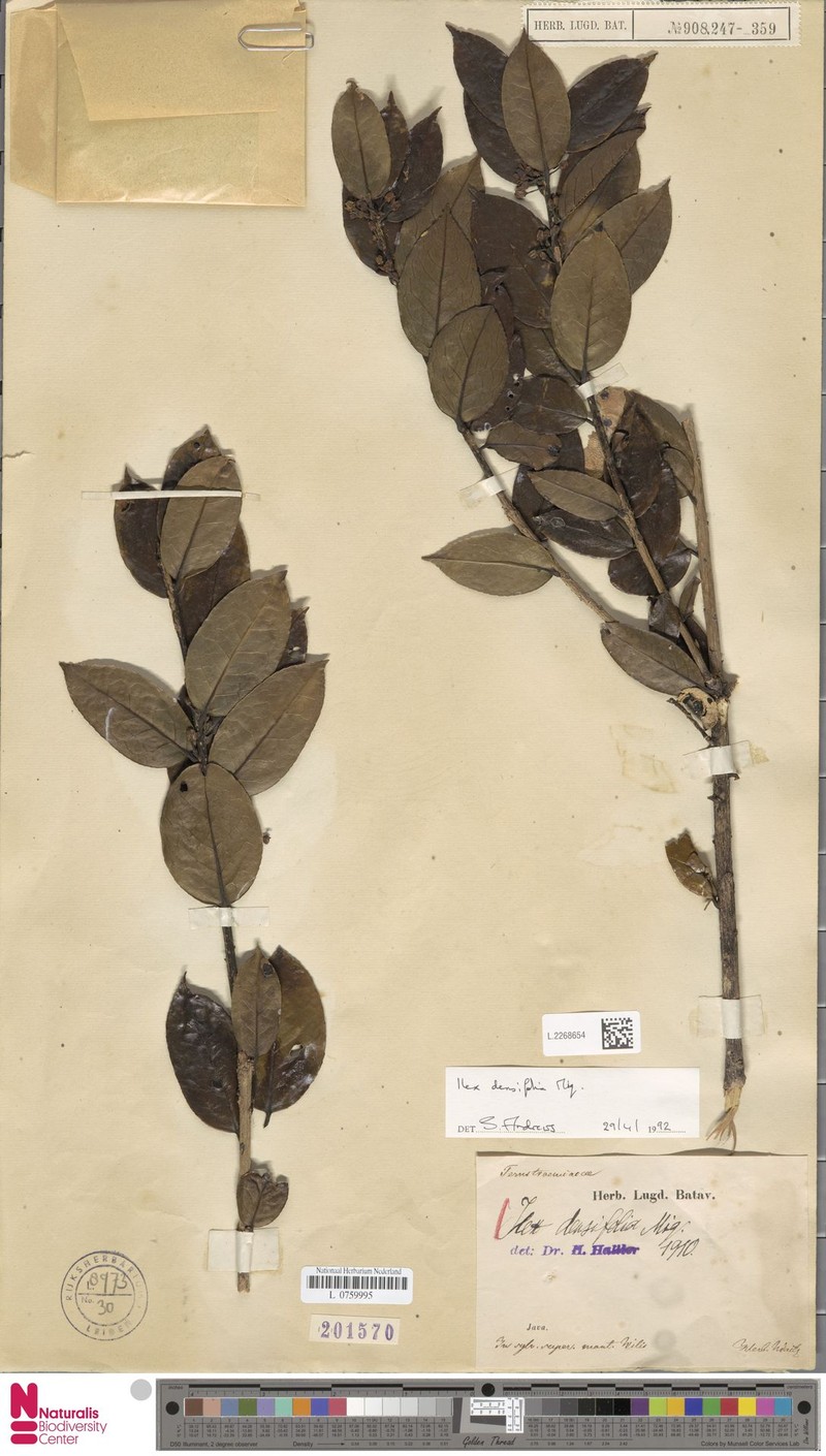 Ilex densifolia