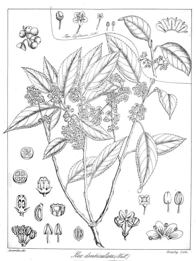 Ilex denticulata