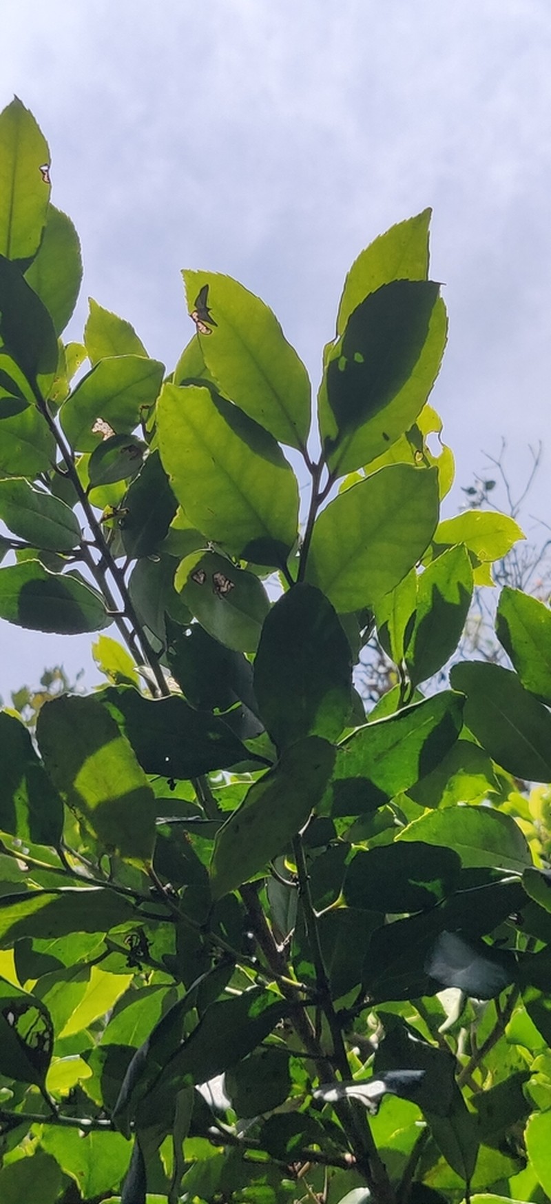 Ilex denticulata photo 2