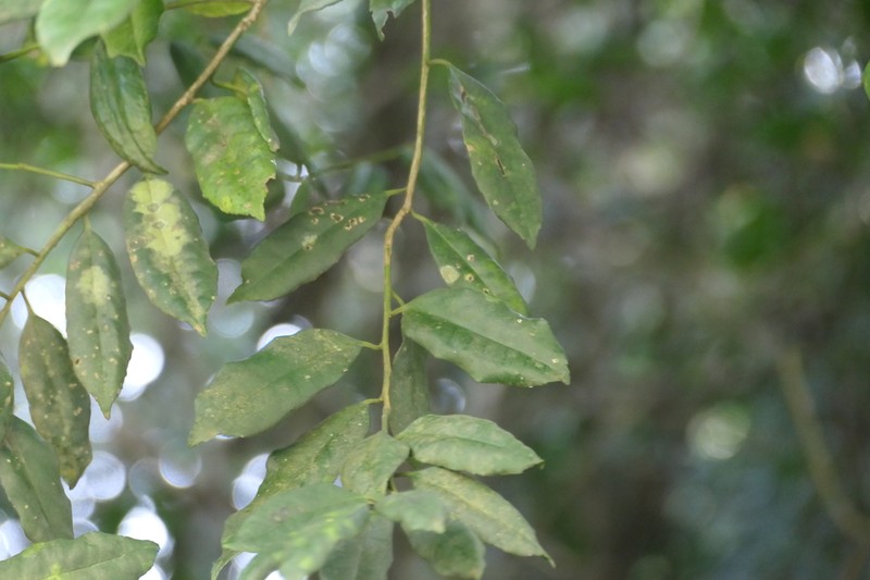 Ilex denticulata photo 3