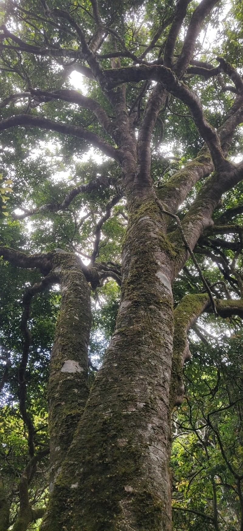 Ilex denticulata photo 4