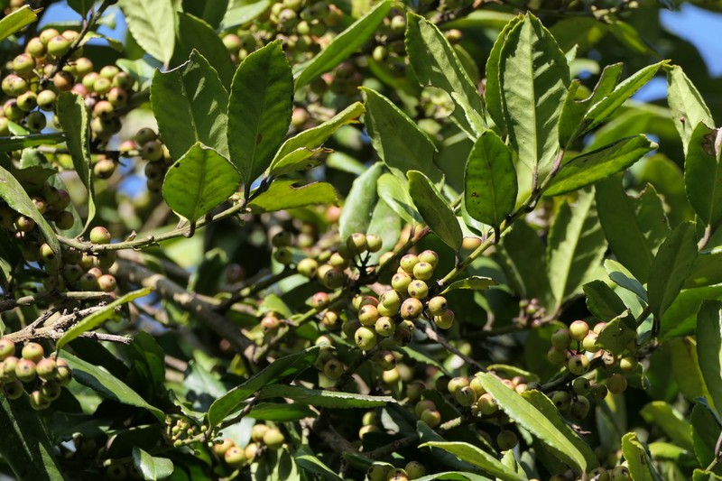 Ilex denticulata photo 5
