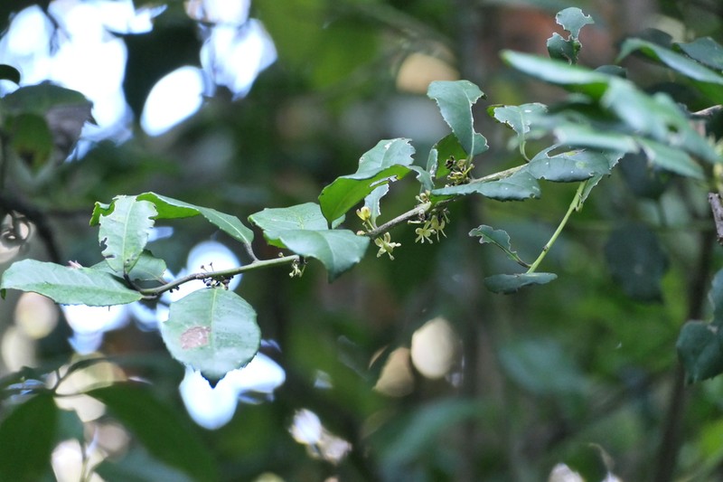 Ilex denticulata photo 6
