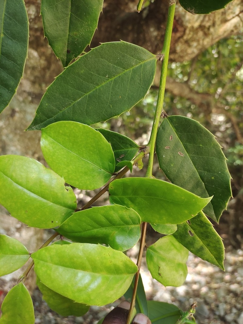 Ilex denticulata photo 7